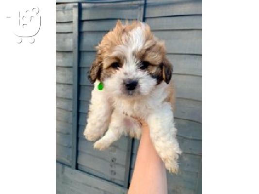 PoulaTo: Shih Tzu Puppies